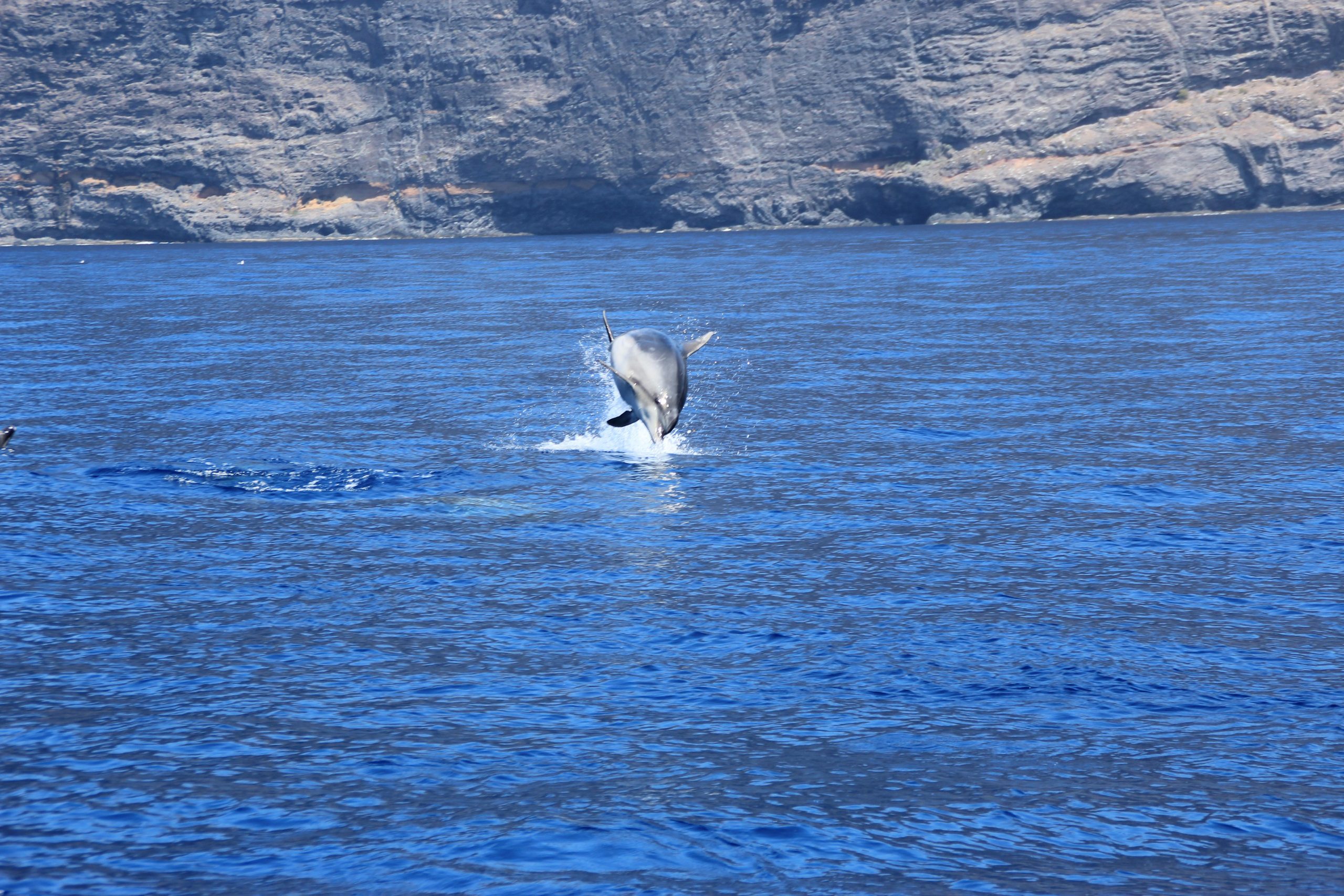 Excursión compartida de avistamiento de ballenas y delfines en Tenerife — velero Big Smile Charters desde Puerto Colón Costa Adeje